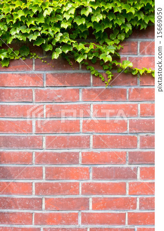 磚牆和常春藤 磚牆和常春藤 15669050