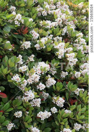 图库照片: 玫瑰 玫瑰花 也多山楂