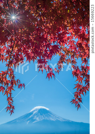 Mount Fuji and autumn maple leaves Mount Fuji and autumn maple leaves 15669223