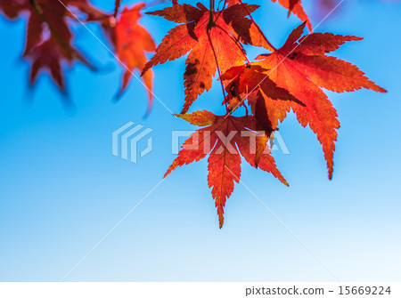 autumn leaves, very shallow focus autumn leaves, very shallow focus 15669224