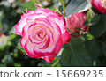 Shonai green area rose 15669235
