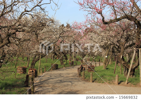 水戶Kairakuen的李子 15669832