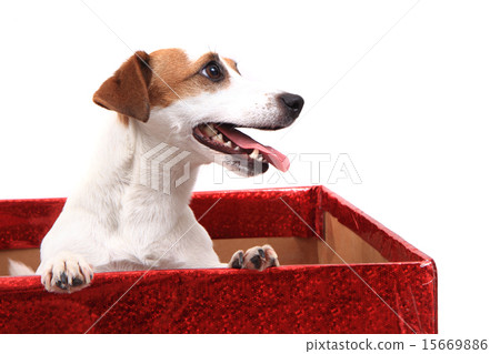 jack russell terrier 15669886