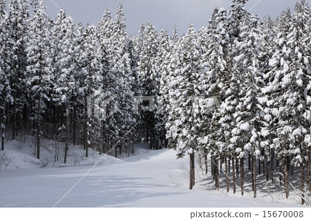 Winter sunshine 15670008