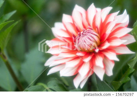 Dahlia variety (Santa Claus) Dahlia variety (Santa Claus) 15670297