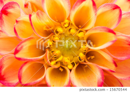 Dahlia variety (Kaso) 15670544