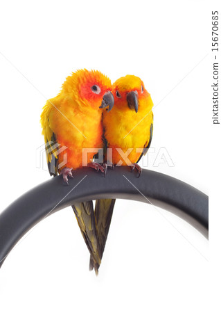 Isolated of lovely Sun Conure in pair 15670685