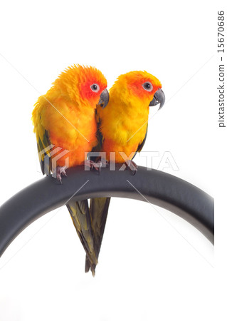 Isolated of lovely Sun Conure in pair Isolated of lovely Sun Conure in pair 15670686