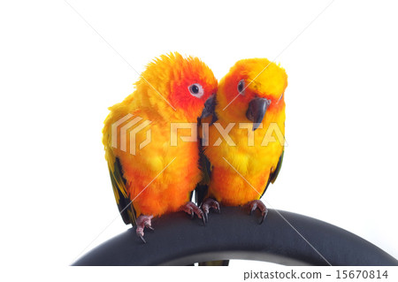 Isolated of lovely Sun Conure in pair 15670814