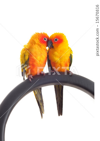 Isolated of lovely Sun Conure in pair 15670816
