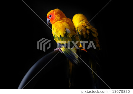 Lovely Couple of Sun Conure in black background 15670820