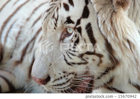Closeup shot of white bengal tiger 15670942
