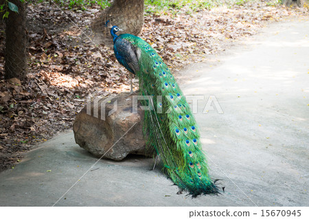 Beautiful male peacock standing on the big rock 15670945