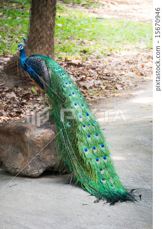 Beautiful male peacock standing on the big rock Beautiful male peacock standing on the big rock 15670946