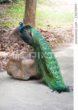 Beautiful male peacock standing on the big rock Beautiful male peacock standing on the big rock 15670947