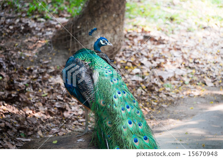 Beautiful male peacock standing on the big rock 15670948