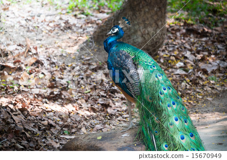 Beautiful male peacock standing on the big rock Beautiful male peacock standing on the big rock 15670949