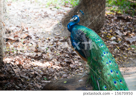 Beautiful male peacock standing on the big rock Beautiful male peacock standing on the big rock 15670950