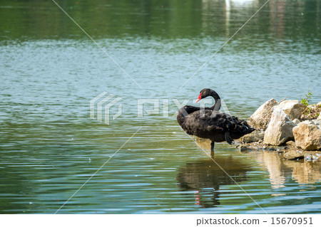 Lonely black swan in the green lake Lonely black swan in the green lake 15670951