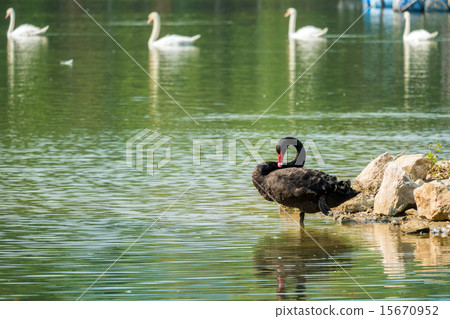 Lonely black swan in the green lake Lonely black swan in the green lake 15670952
