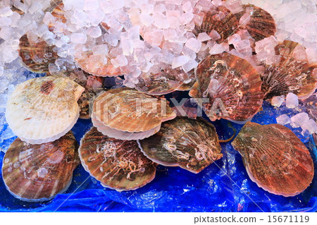 Scallops Scallops 15671119