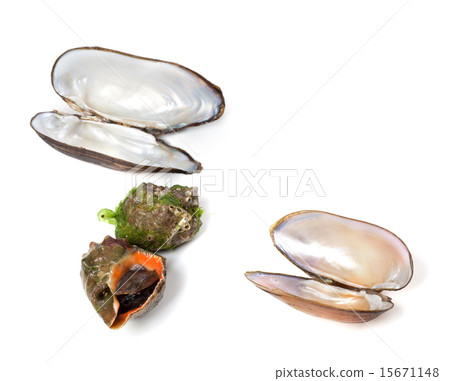 Veined rapa whelk and shells of mussels 15671148