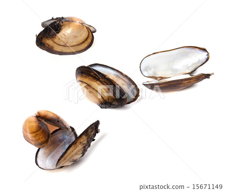 Shells of mussels Shells of mussels 15671149