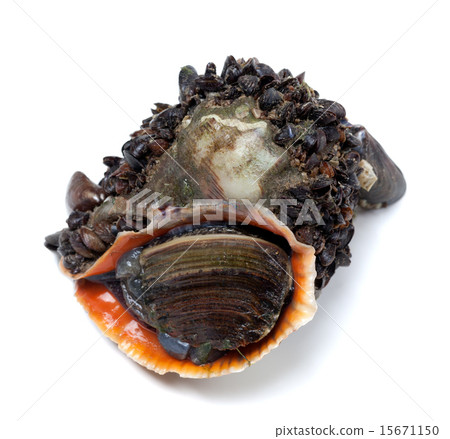 Veined rapa whelk overgrown with small mussels 15671150