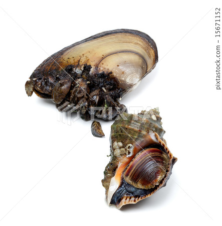 Veined rapa whelk and anodonta (river mussels) 15671152