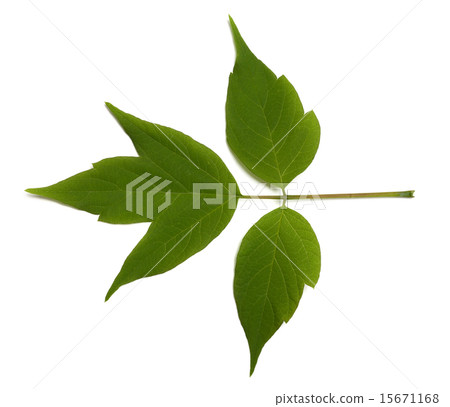 Spring acer negundo leaf on white background 15671168