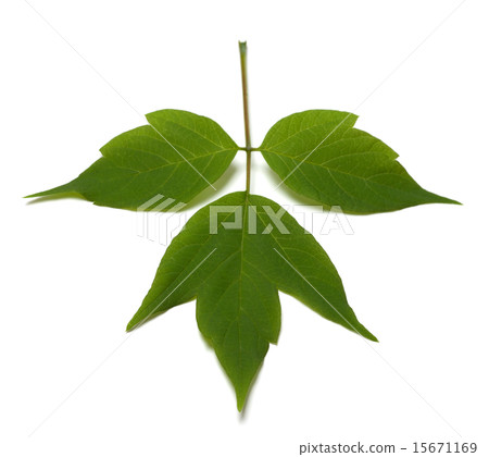 Spring acer negundo leaf. Isolated on white  15671169
