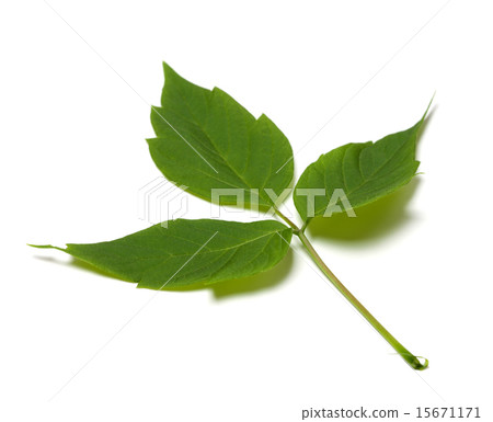 Spring maple ash (acer negundo) leaf Spring maple ash (acer negundo) leaf 15671171