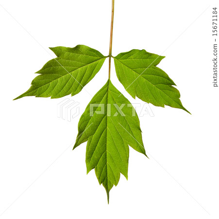 Green acer negundo leaf 15671184
