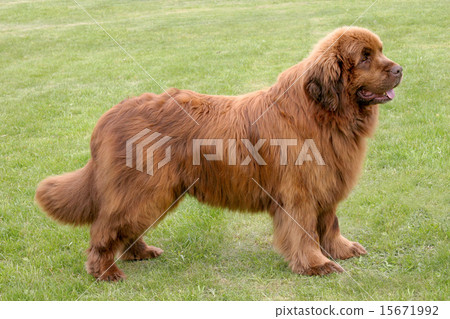 The portrait of Newfoundland brown dog 15671992