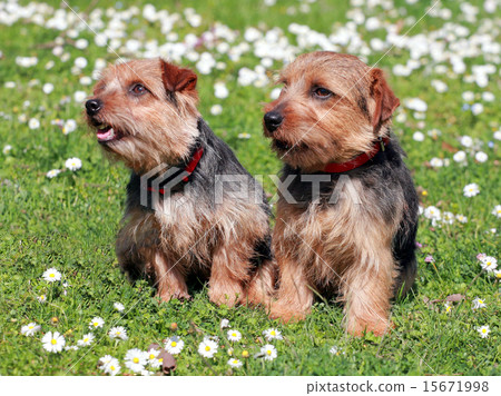 The portrait of pair Norfolk Terrier dogs The portrait of pair Norfolk Terrier dogs 15671998