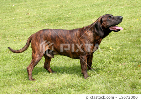 The portrait of Hanoverian Scenthound dog 15672000