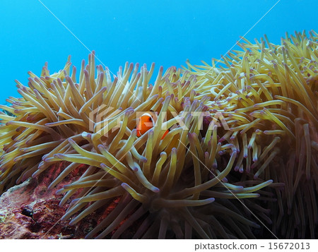 Clown anemonefish hidden in sea anemones in Iriomote Island, Okinawa 15672013