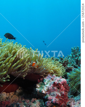 Clown anemonefish hidden in sea anemones in Iriomote Island, Okinawa 15672014
