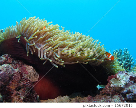在海葵中隱藏的小丑anemonefish在Iriomote海島，沖繩島 15672015
