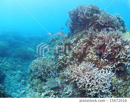 一群紅三葉草和Togari Ebis站在沖繩島·西表島的分支 15672016