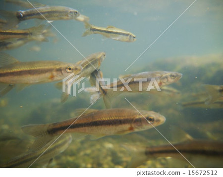 中國桃花魚 15672512