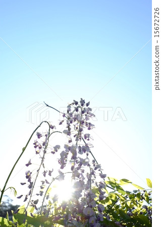 抬頭看紫藤花 15672726