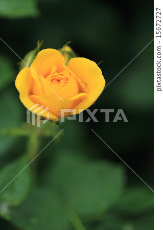 黃色玫瑰花·Kaguya和公主滴 15672727
