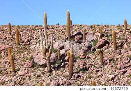 拉丁美洲智利北部安第斯南部，一個在阿塔卡馬高地野外居住的仙人掌 15672729
