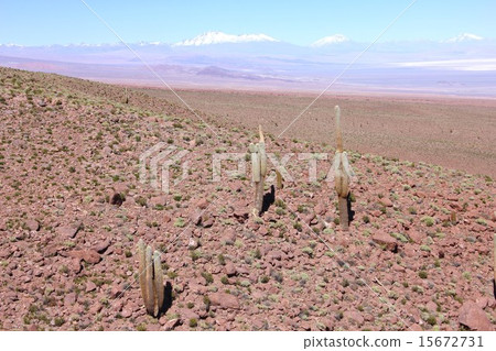 南美洲的智利，仙人掌聚集在阿塔卡馬海拔3,300米的高海拔和安第斯山脈俯瞰背景 15672731