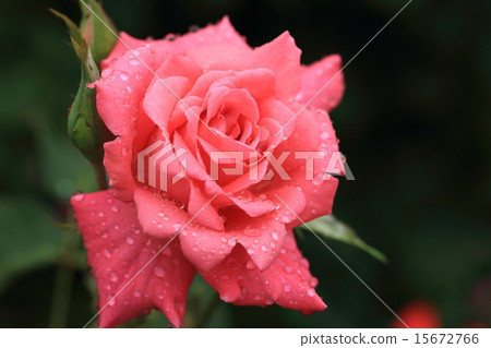 在一朵生動的桃紅色玫瑰花的Waterdrops 15672766