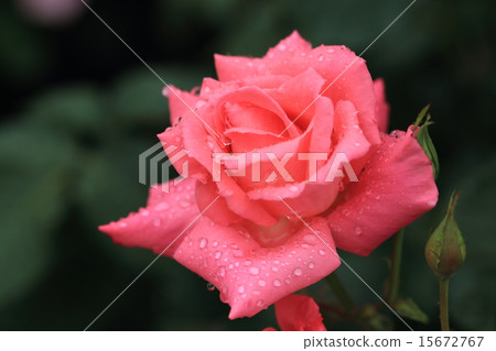 Waterdrops on a vivid pink rose flower 15672767