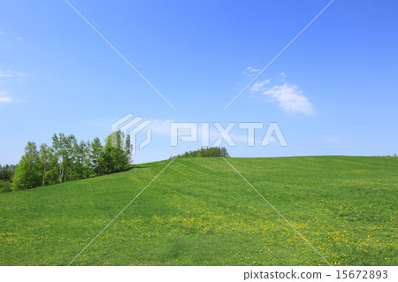北海道富良野市草原和小樹林 15672893