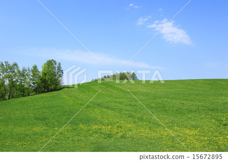 北海道富良野市草原和小樹林 15672895