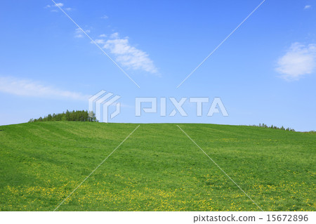 北海道富良野市草原和小樹林 15672896